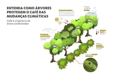 Plantação de café afetada pelo clima