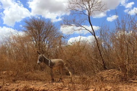 Situação de emergência por estiagem é reconhecida em Betânia do Piauí pelo Governo Federal
