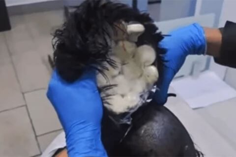 Homem é Preso ao Tentar Embarcar com 19 Cápsulas de Cocaína Escondidas em Peruca