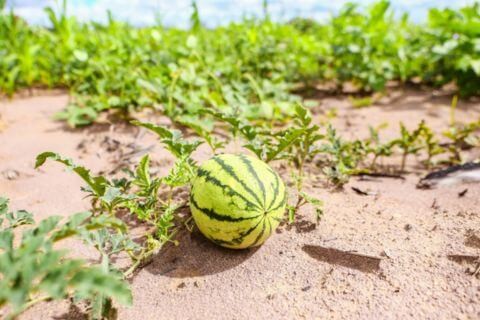 Programas de Alimentos Impulsionam Agricultura Familiar no Piauí