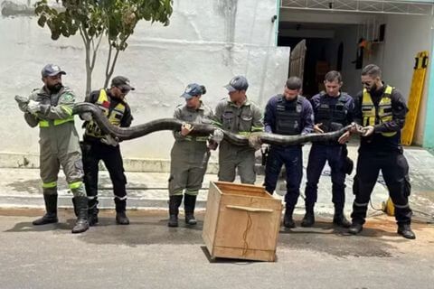 Sucuri de quase 5 metros e 60 kg é capturada em rede de esgoto na Bahia